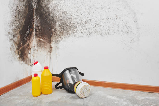 Best Local Mold Removal Service  in Iroquois Point, HI