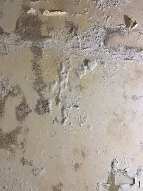 Certified Mold Removal in Iroquois Point, HI
